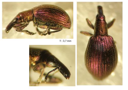 Réf. 345 690 : Pseudaplemonus limonii